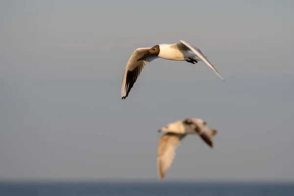 Gaivota Voadora Sobre Mar Báltico Perto Copenhaga Dinamarca — Fotografia de Stock