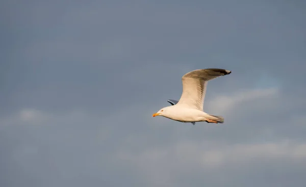 Flying Seagull Baltic Sea Copenhagen Denmark — Stock Photo, Image
