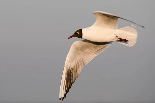 Flying Seagull Baltic Sea Copenhagen Denmark — Stock Photo, Image