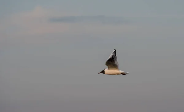 Ιπτάμενος Γλάρος Πάνω Από Βαλτική Θάλασσα Κοντά Στην Κοπεγχάγη Δανία — Φωτογραφία Αρχείου