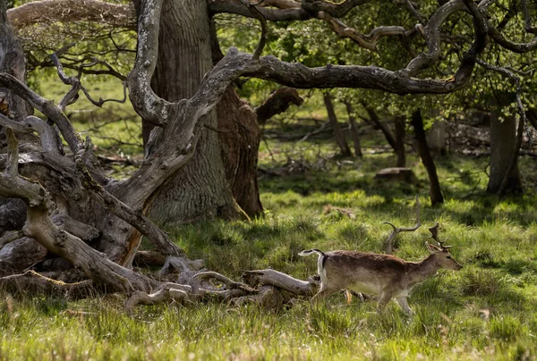 Deer Park Dyrehaven Spring Copenhagen Denmark — Stock Photo, Image