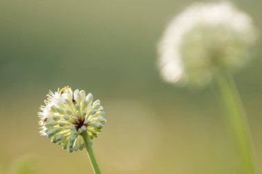Alpine leek (Allium victorialis) in summer Carpathian mountains, Ukraine
