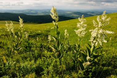 Beyaz helleborine (Veratrum albümü) yazın Karpat Dağları, Ukrayna