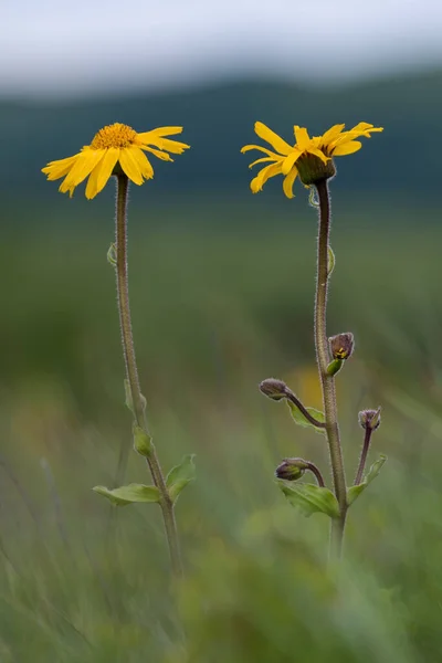 Mountain Arnica Arnica Montana Καλοκαίρι Καρπάθια Βουνά Ουκρανία — Φωτογραφία Αρχείου