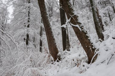 Karpat Dağları, Ukrayna 'da kış manzarası