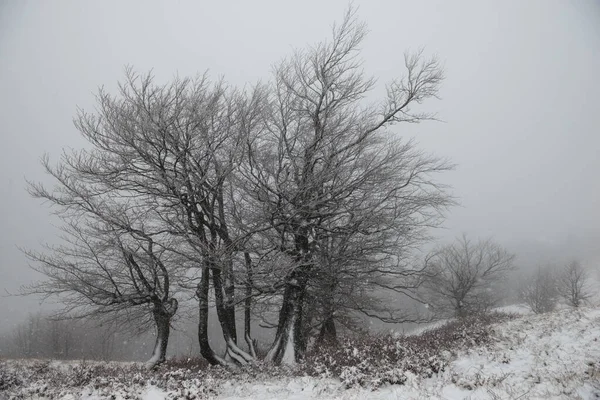 Krajobraz Zimowy Karpatach Ukraina — Zdjęcie stockowe