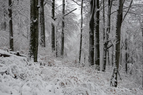 Krajobraz Zimowy Karpatach Ukraina — Zdjęcie stockowe