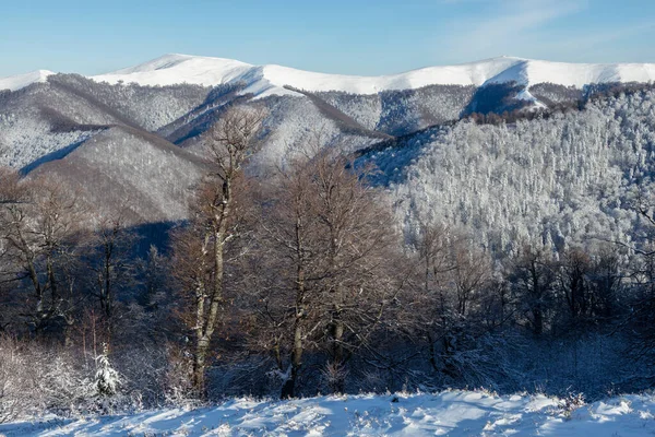 Winter Landscape Carpathian Mountains Ukraine — Stock Photo, Image
