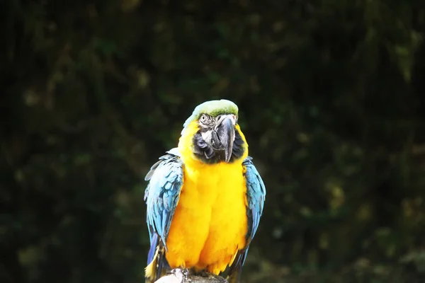 Loro aislado —  Fotos de Stock