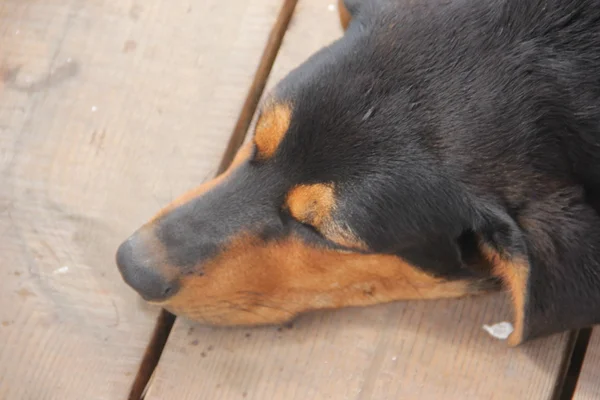 Der Hund schläft — Stockfoto