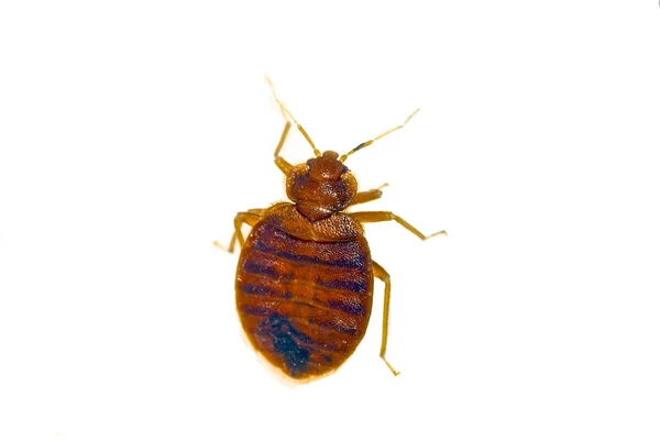 Bed Bug — стокове фото