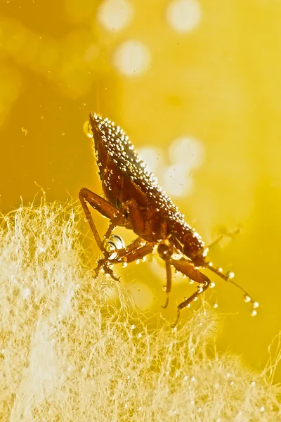 Bed Bug — Stock Photo, Image