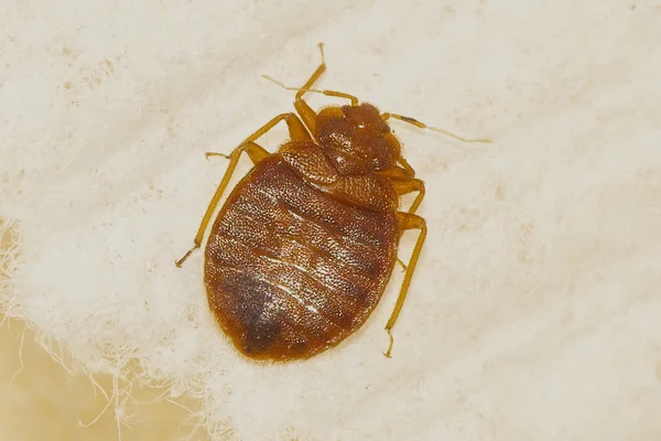 Bed Bug — Fotografie, imagine de stoc