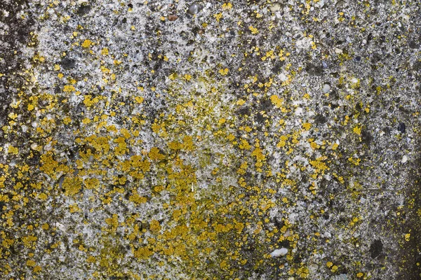 Concrete wall covered with yellow moss — Stock Photo, Image