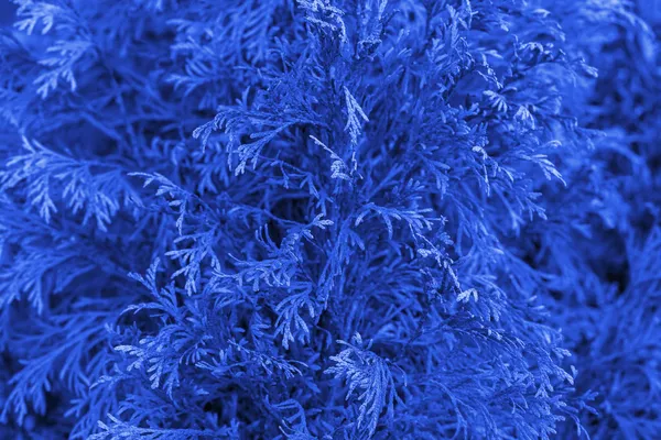 Blue thuja tree — Stock Photo, Image