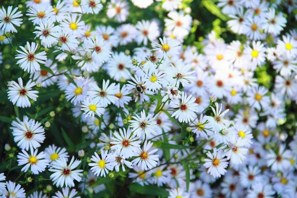 Området camomile — Stockfoto