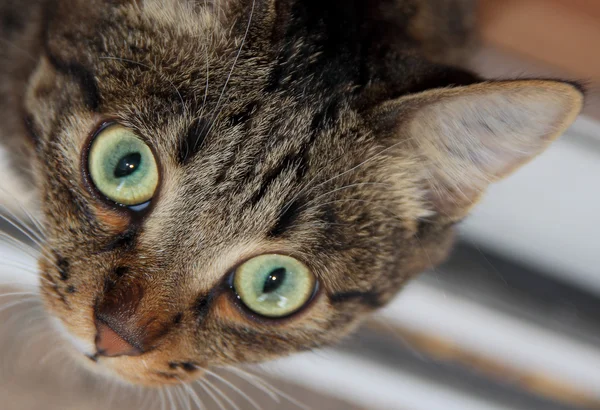 Cat looking up Stock Image