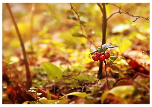 在树林里 cowberries 免版税图库图片