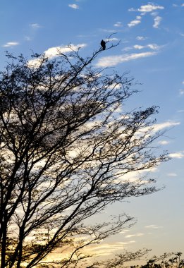 gün batımında yalnız kuş