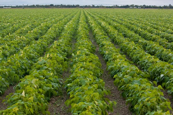 Een rij van beplante bonen — Stockfoto