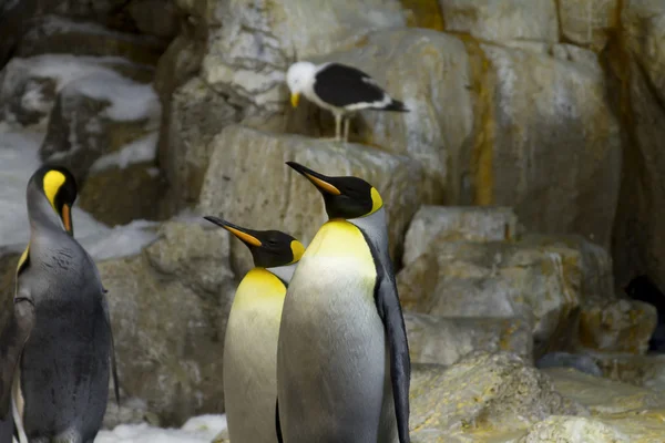 Los pingüinos rey posan — Foto de Stock