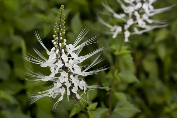 Une plante exotique des Caraïbes — Photo