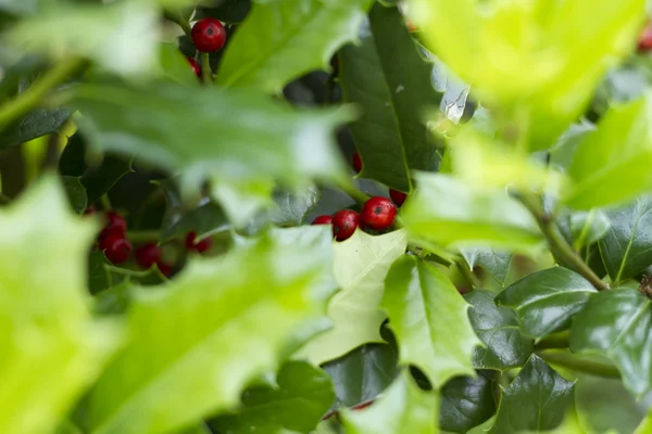 Gröna blad — Stockfoto