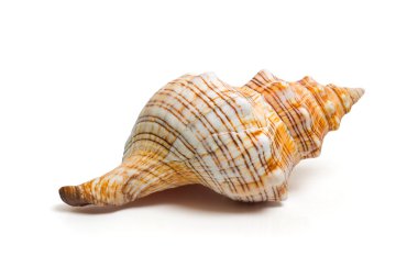 deniz kabuğu beyaz üzerine izole