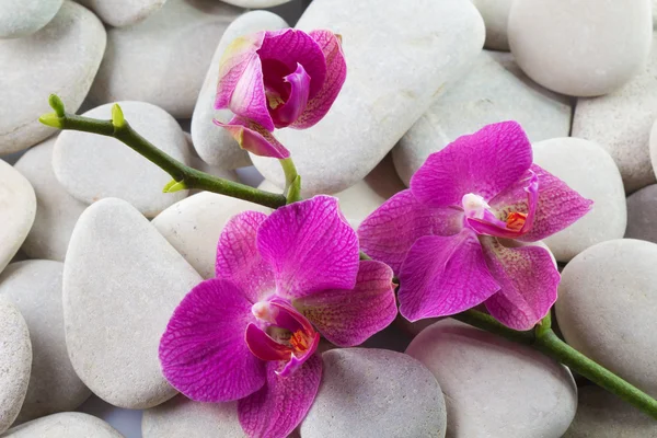 Roze gestreepte orchideebloem — Stockfoto