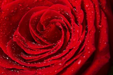 Güzel kırmızı gül, yakından.