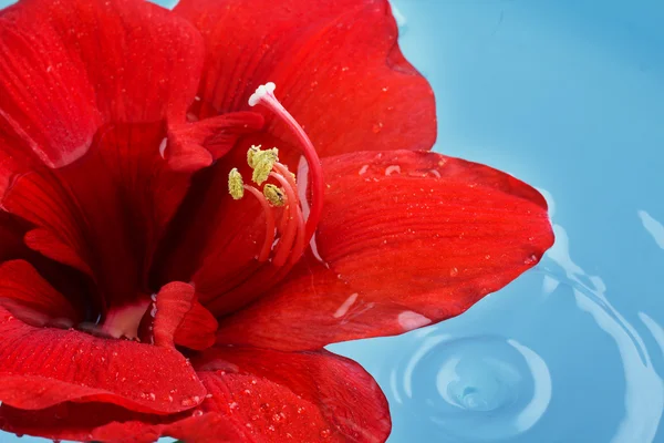 Fleur rouge flottant dans l'eau — Photo