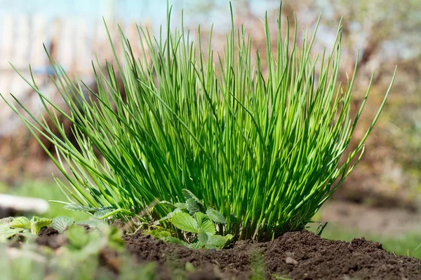 Cebollino fresco y joven en un jardín de primavera — Foto de Stock