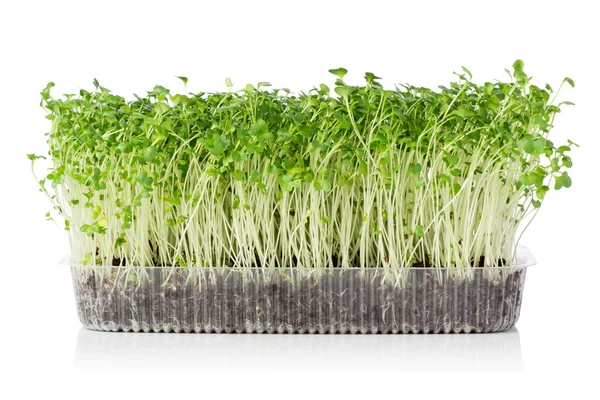 Växande microgreens — Stockfoto