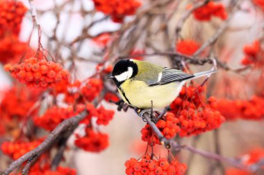Great tits sit on the hand, take seeds in their beaks and fly away very quickly. They flap their wings at high speed.