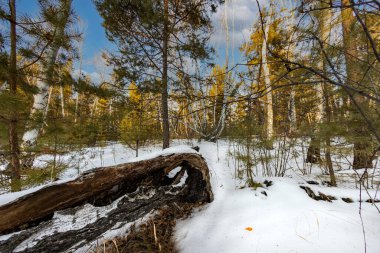 Karlı bir ormanda beyaz huş ağaçları kahverengi çam ağaçlarının arka planına karşı parlak beyaz kar üzerinde gölgeler bırakır.