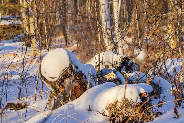 Karlı bir ormanda beyaz huş ağaçları kahverengi çam ağaçlarının arka planına karşı parlak beyaz kar üzerinde gölgeler bırakır.