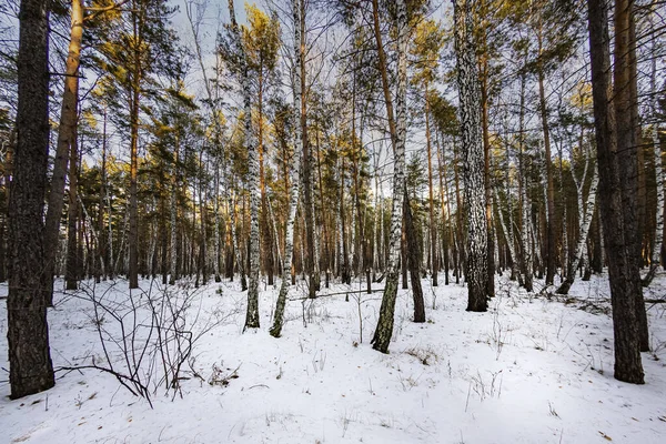 Białe Brzozy Śnieżnym Lesie Tle Brązowych Sosen Rzucają Cienie Jasny — Zdjęcie stockowe