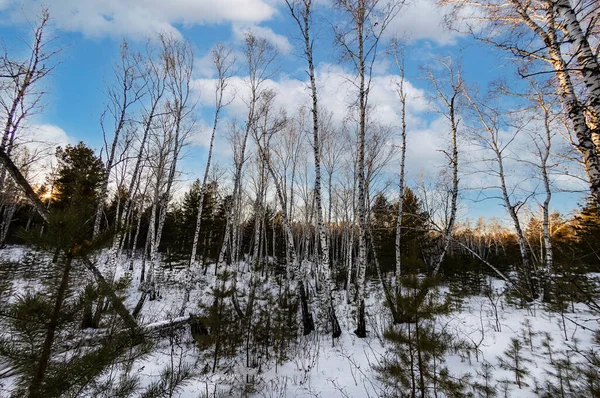 Karlı bir ormanda beyaz huş ağaçları kahverengi çam ağaçlarının arka planına karşı parlak beyaz kar üzerinde gölgeler bırakır.