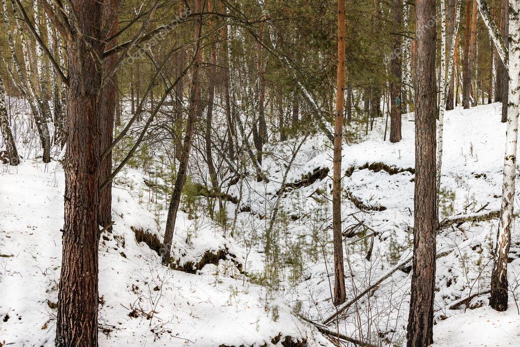 Pine forest with rare birch trees on the edge of a deep snow-covered ravine