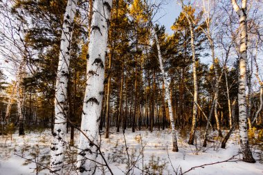 Karlı bir ormanda beyaz huş ağaçları kahverengi çam ağaçlarının arka planına karşı parlak beyaz kar üzerinde gölgeler bırakır.