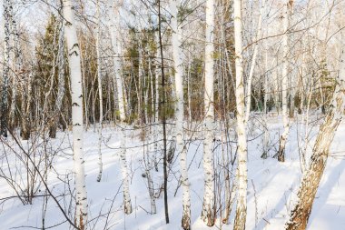 Kar ve buz bir gecede ormanı peri masalına dönüştürdü. Güneş ara sıra ağaçların arasında parlıyor. Orman karla kaplandı, el değmemiş hale geldi. Soğuk, kalın hava baş döndürücü..