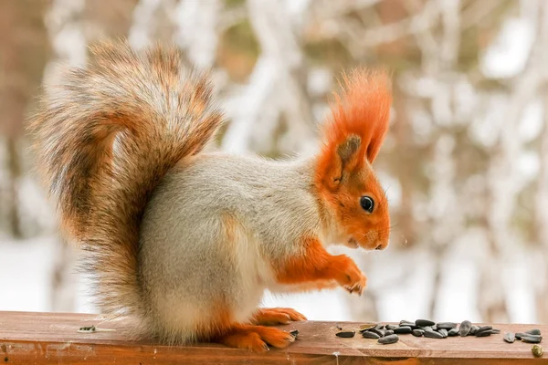 Kabarık kuyruklu parlak kürk mantolu büyük, güzel sincaplar karla kaplı ağaçlara oturur ve çabucak tohum tokuşturup fındık kemirirler..