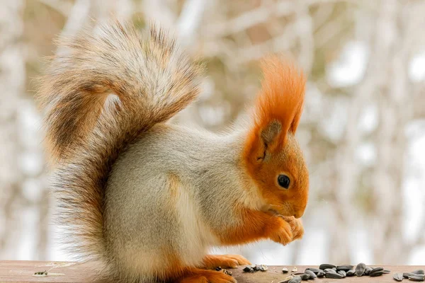 Kabarık kuyruklu parlak kürk mantolu büyük, güzel sincaplar karla kaplı ağaçlara oturur ve çabucak tohum tokuşturup fındık kemirirler..