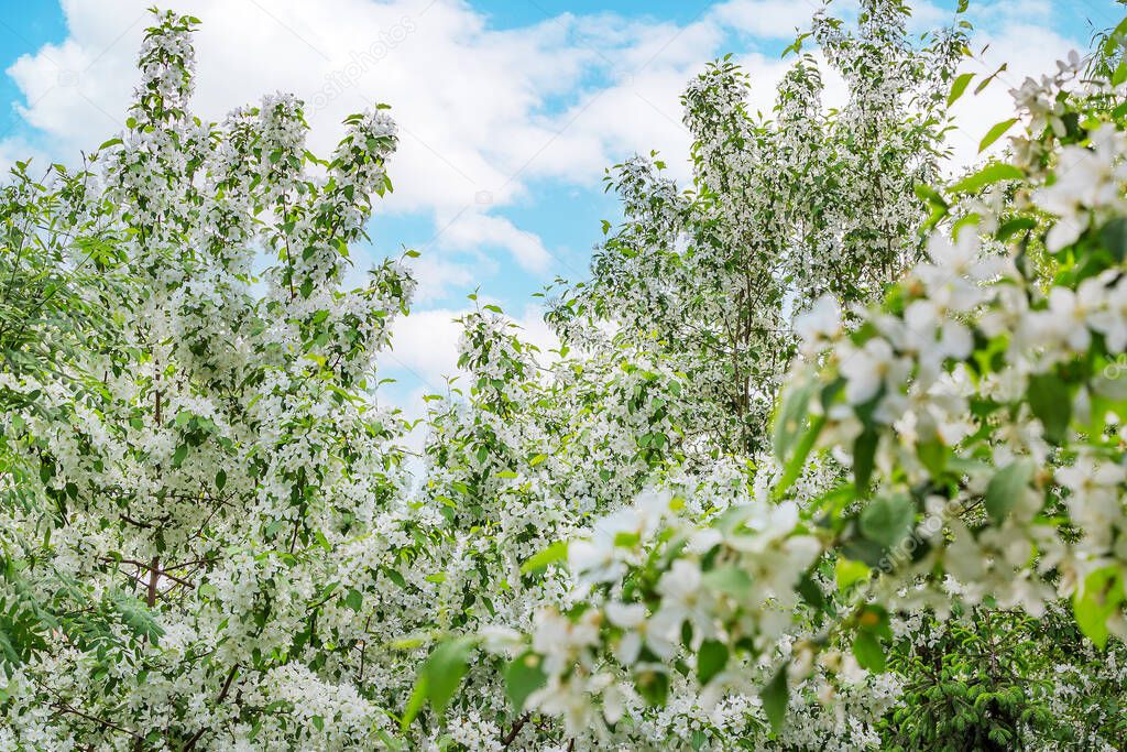 Spring, apple trees are covered with white, beautiful, delicate flowers. A little time will pass and the branches will bend under the weight of the fruit.
