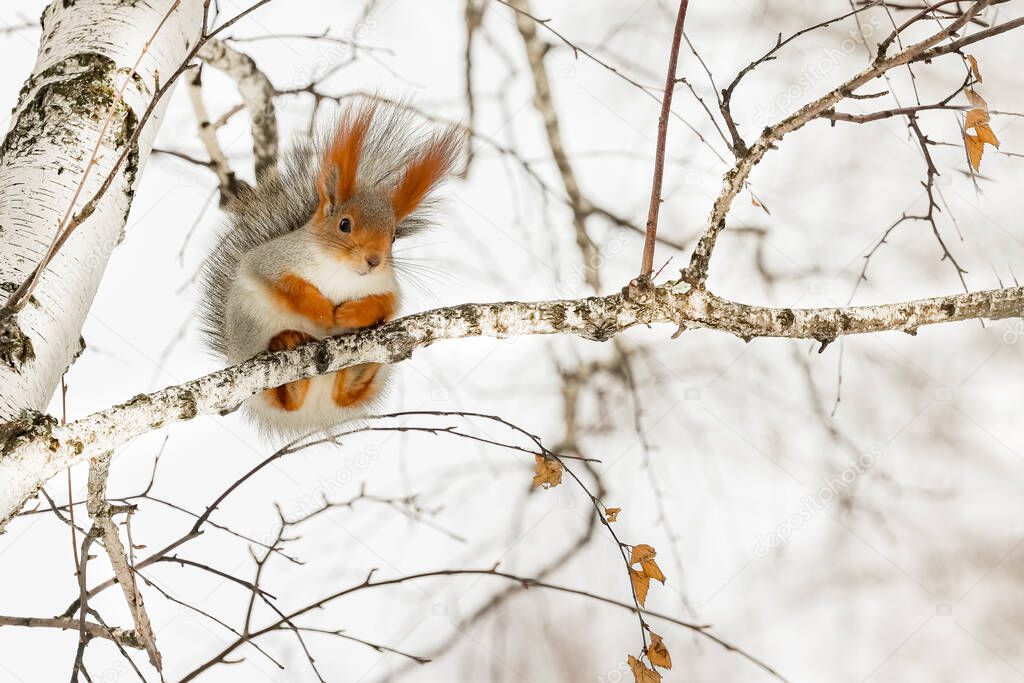 Large beautiful squirrels in bright fur coats with fluffy tails sit on snow-covered trees and look around with curiosity. The wind tousled their tails and ears.