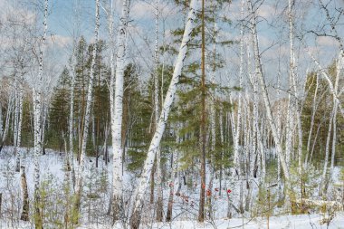 Kar ve buz bir gecede ormanı peri masalına dönüştürdü. Güneş ara sıra ağaçların arasında parlıyor. Orman karla kaplandı, el değmemiş hale geldi. Soğuk, kalın hava baş döndürücü..