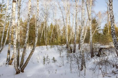 Kar ve buz bir gecede ormanı peri masalına dönüştürdü. Güneş ara sıra ağaçların arasında parlıyor. Orman karla kaplandı, el değmemiş hale geldi. Soğuk, kalın hava baş döndürücü..