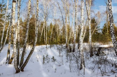 Kar ve buz bir gecede ormanı peri masalına dönüştürdü. Güneş ara sıra ağaçların arasında parlıyor. Orman karla kaplandı, el değmemiş hale geldi. Soğuk, kalın hava baş döndürücü..