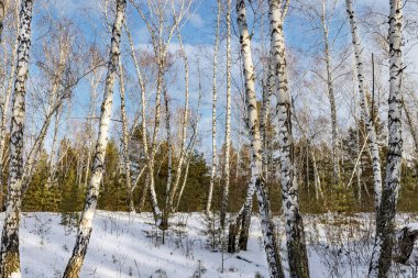 Kar ve buz bir gecede ormanı peri masalına dönüştürdü. Güneş ara sıra ağaçların arasında parlıyor. Orman karla kaplandı, el değmemiş hale geldi. Soğuk, kalın hava baş döndürücü..