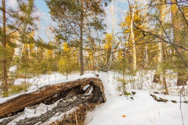 Kar ve buz bir gecede ormanı peri masalına dönüştürdü. Güneş ara sıra ağaçların arasında parlıyor. Orman karla kaplandı, el değmemiş hale geldi. Soğuk, kalın hava baş döndürücü..